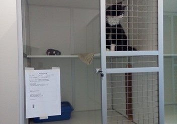 Стандартный номер в зоогостинице "Кошкино"