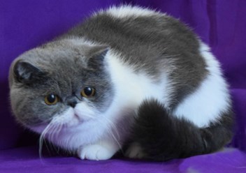 Голубой с белым экзотический короткошерстный кот.
