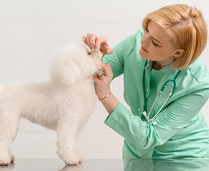 Фото компании ООО Хвостатая помощь 2