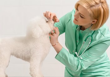 Фото компании ООО Хвостатая помощь 2