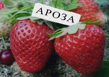 Фото компании ООО Заур и К 1