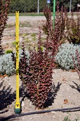 Фото компании ИП Питомник декоративных растений Филимоновых 15