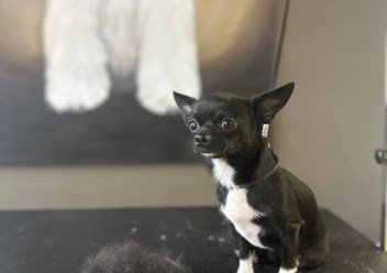 Фото компании  UrbanDog 1