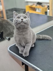 Фото компании  Кабинет красоты для кошек и собак 2