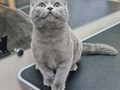 Фото компании  Кабинет красоты для кошек и собак 2