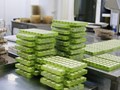 экскурсии на шоколадную фабрику