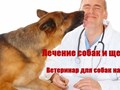 Лечение собак и щенков на дому