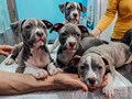 Вакцинация собак