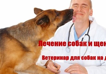 Лечение собак и щенков на дому