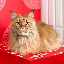 Фото компании  TEZI Grooming 5