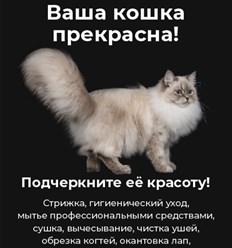 Ухоженная кошка