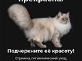Ухоженная кошка