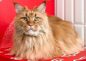 Фото компании  TEZI Grooming 5