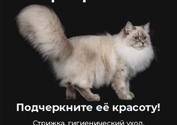 Ухоженная кошка