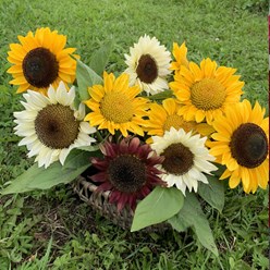 Подсолнухи Полевской