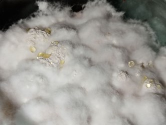 Полное зарастание Мицелием Ежовика гребенчатого, выращенного на кукурузном субстрате, 4300 р/кг