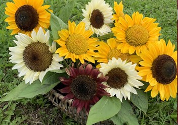 Подсолнухи Полевской