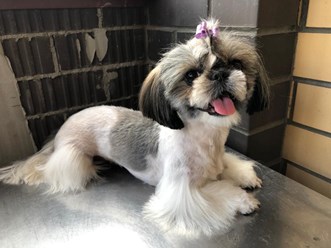 Фото компании  "Я-грумер" 4