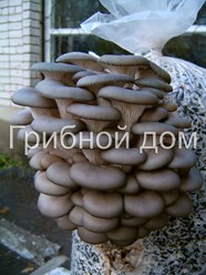 Фото компании ИП Грибной дом 3