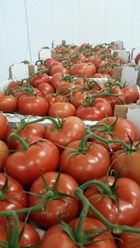 Томаты на ветке