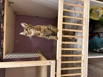 Фото компании  Передержка кошек 3