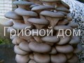 Фото компании ИП Грибной дом 3