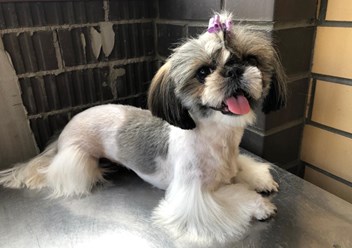 Фото компании  "Я-грумер" 4