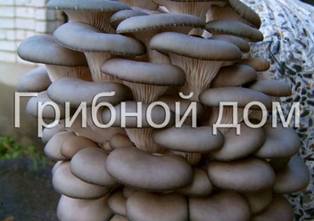 Фото компании ИП Грибной дом 3