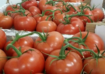 Томаты на ветке