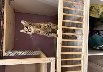 Фото компании  Передержка кошек 3