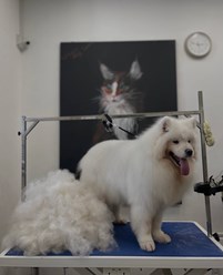 Фото компании  UrbanDog 8