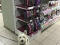 Фото компании  Китико вет 2