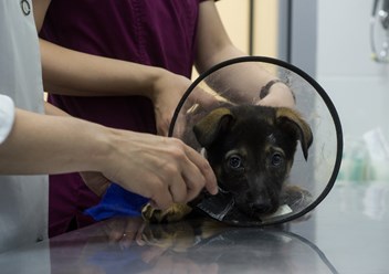 Фото компании  От носа до хвоста 1