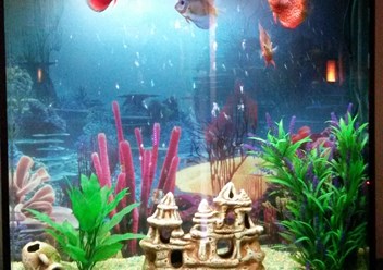 Фото компании ИП Обслуживание аквариумов в Мурманске 2