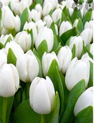 Фото компании  Тюльпаны выращены в Верxoважье 2