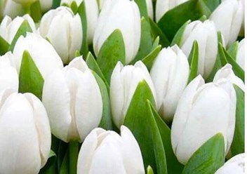 Фото компании  Тюльпаны выращены в Верxoважье 2