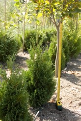 Фото компании ИП Питомник декоративных растений Филимоновых 5