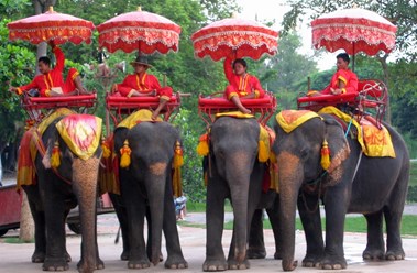 Слоны в Таиланде. Туры, отдых, поиск и бронирование www.prometour.ru