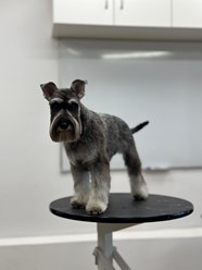 Фото компании  UrbanDog 15