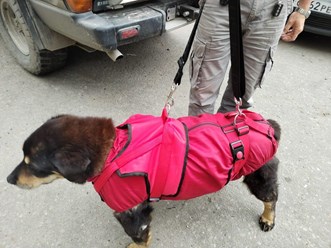 Фото компании Самозанятый Пес в пальто 28