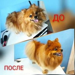Фото компании  Зооцирюльня ГрумЛюкс 13