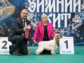 Фото компании  Iriskisdogs 1