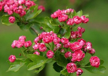 Боярышник обыкновенный Паул Скарлет