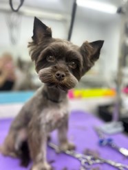 Фото компании ООО Марио Груминг 22