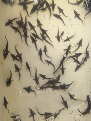 Бестер гибрид белуги и стерляди