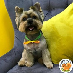 Фото компании  ВертиХвостка 12