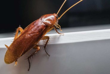 уничтожение тараканов