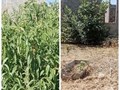 Расчистка дачного участка от Дмитрия в Краснодаре