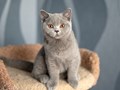 Британский голубой котенок в питомнике Allure