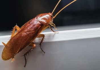 уничтожение тараканов